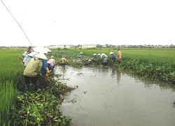 Phòng chống ngập ngập, úng cho cây trồng do ảnh hưởng của mưa lớn