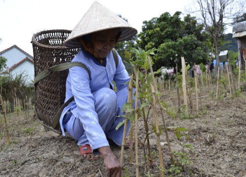 Quảng Nam: Sản vật ớt "chim ỉa" A Riêu sẽ được gắn sao OCOP