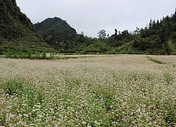 Rực rỡ những sắc hoa trên cao nguyên đá Hà Giang