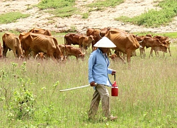 Tây Ninh tăng năng suất bò thịt ngoại hình đẹp, lớn nhanh