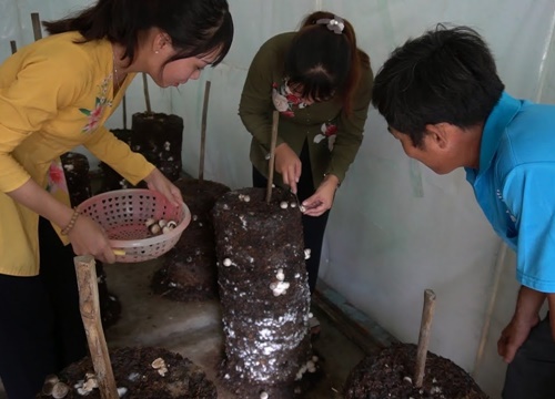 Thu hoạch nấm rơm và làm nồi lẩu nấm rơm với cá rô phi chà bá