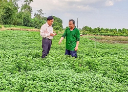 Trồng rau thơm, rau má, khấm khá từng ngày