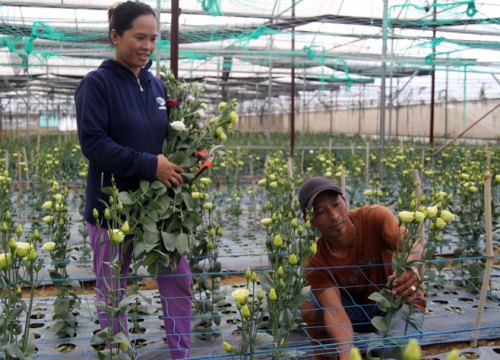 Vùng đất trồng loài hoa cho nhiều màu lạ dân khấm khá