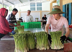 10 năm nông thôn mới Ninh Thuận: Điểm sáng ở Ninh Phước