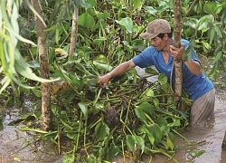 An Giang: Mùa lũ đi chất mô bắt lươn đồng, kiếm nửa triệu mỗi ngày