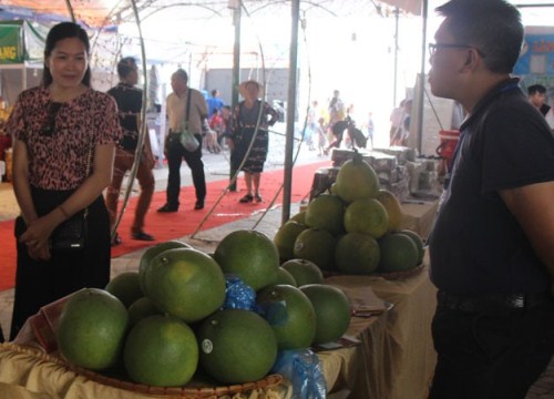 Bắc Giang: Hái bưởi da xanh đúng mùa cưới, giá cứ tăng theo tuần