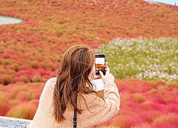 Đẹp nhất Nhật Bản mùa này chính là đồi cỏ Kochia đỏ rực, du khách đua nhau check-in đông không thấy lối đi