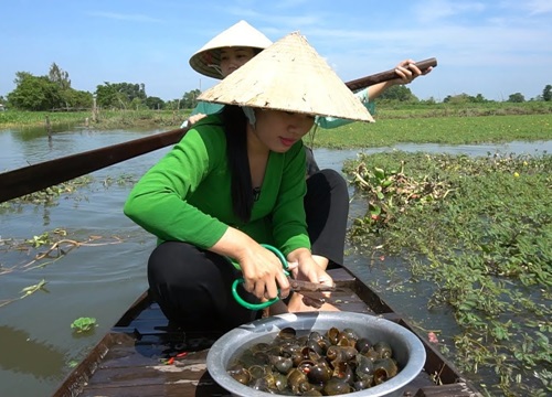 Ốc bưu vàng có ăn được không, thắc mắc đã giải đáp các bạn xem sẽ hiểu