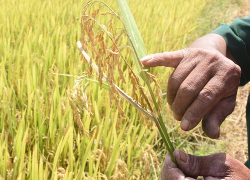 Kon Tum: Nông dân khóc ròng vì gặt toàn lúa lép, nguy cơ mất trắng