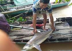 Ngư dân miền Tây bắt được cá lạ, nghi là cá mập nước ngọt