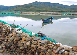 Bão số 5 thổi bay hàng trăm ao, lồng nguôi cá, dân Phú Yên trắng tay