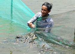 Bến Tre: Nuôi tôm càng xanh toàn đực, con to bự, bán 220 ngàn/ký