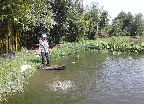 Cả làng khá giả nhờ nuôi cá nước ngọt