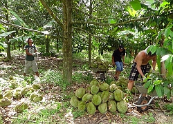 Đồng Nai: Ồ ạt trồng sầu riêng, mặc nguy cơ mất giá