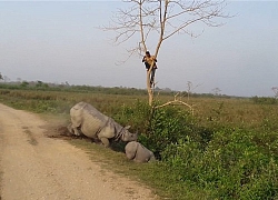 Kinh hãi tê giác đuổi người, quản tượng trèo tót lên cây