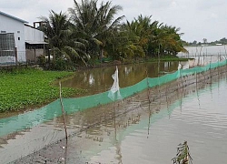 Mùa lũ dân ở đây nuôi cá ruộng, chả phải cho ăn mà bắt được cả tấn