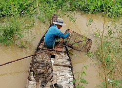 Mùa lũ ở An Giang theo chân người đi đặt lọp tôm ở đồng nước nổi