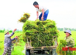 Năng suất lúa vụ thu mùa ước đạt 52,2 tạ/ha