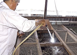 Nuôi đàn trăn to bự trong nhà, ai cũng sợ còn ông chủ bảo "hiền lắm"