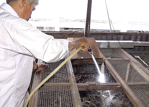 Nuôi đàn trăn to bự trong nhà, ai cũng sợ còn ông chủ bảo "hiền lắm"