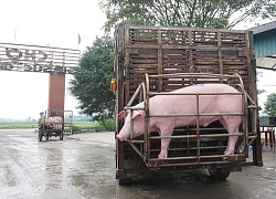 Tan hoang 'thủ phủ' nuôi lợn miền Bắc sau dịch tả châu Phi