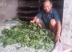 Thái Bình: Cho tằm "nằm" phòng lạnh, dân nhàn lại có tiền đều tay