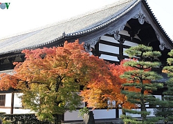 Tới ngôi chùa ngắm lá đỏ đẹp nhất Kyoto