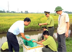 Đủ trò giăng bẫy, thảm sát chim trời kiểu tận diệt ở Quảng Ninh