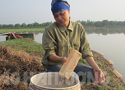 Hải Dương: Ở đây dân đổi đời nhờ loài bò ngang "nhát chết"