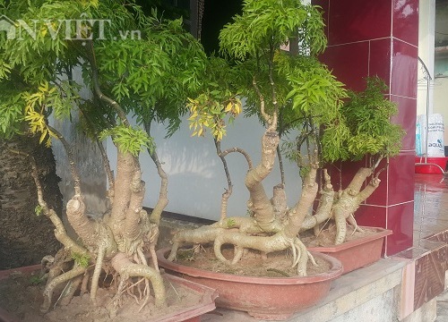 Thái Bình: Đưa "nhân sâm người nghèo" lên làm bonsai, thu tiền to