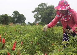 Trồng ớt xiêm đỏ bán tới Tết, chưa hái xong thương lái đã "a lô"