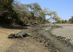 Hạn hán ở Zimbabwe, voi nằm chết bên hồ cạn nước