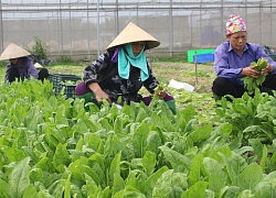 Nhiều hộ gia đình nông thôn cả năm chỉ tích lũy được 5 triệu đồng