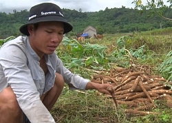 Nông dân gặp khó thu hoạch sắn ngã đổ sau mưa bão