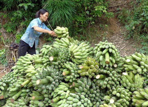 Nông thôn mới thành công chỉ khi nông dân giàu có