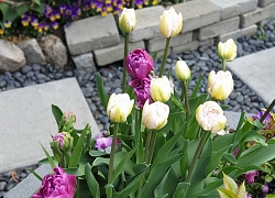 Ông bố Sài Gòn trồng hoa tulip đẹp rực rỡ, vợ ghen "đỏ mắt" vì mê hoa hơn mê vợ