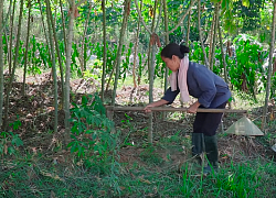 Sau tuyên bố ngừng làm 'siêu to khổng lồ', bà Tân bị phát hiện 'đạo nhái' phong cách của kênh Ẩm thực mẹ làm