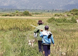 Bức tranh mùa lúa vàng trên vùng đất đỏ bazan