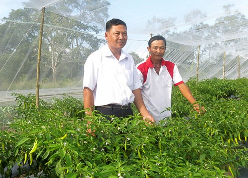 Lạ mà hay: Cho ớt sừng "lánh nạn" trong mùng, trái đẹp, bán đắt