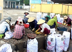 Mùa bắt ốc xoắn xuất khẩu, ngư dân bỏ túi tiền triệu mỗi ngày