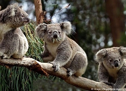 Australia nỗ lực bảo vệ gấu koala trong thảm họa cháy rừng