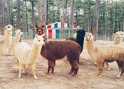 Chơi đùa cùng lạc đà Alpaca trong công viên động vật hoang dã