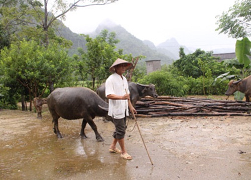 Có vốn nuôi trâu sẽ mau khá, giàu