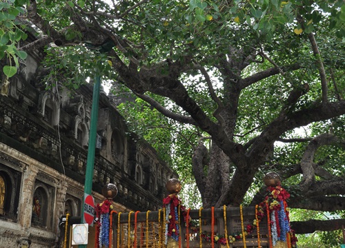 Cội bồ đề