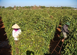 Cứu ngành tiêu thoát cảnh bi đát bằng sản xuất sạch, chế biến sâu