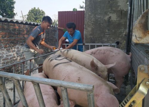 Giá heo hơi hôm nay 13/11: Tiến sát mốc 80.000đ/kg, tăng khó cưỡng