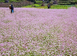 Hà Giang sẵn sàng cho Lễ hội hoa Tam giác mạch