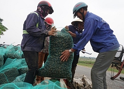 Hà Tĩnh: Thương lái thu mua hàng chục tấn ốc bươu vàng