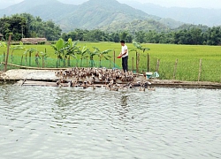 Kết nối nông dân qua các mô hình dùng vốn Quỹ HTND hiệu quả