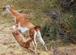 Săn lạc đà Guanaco, báo sư tử nhận cái kết bi thảm